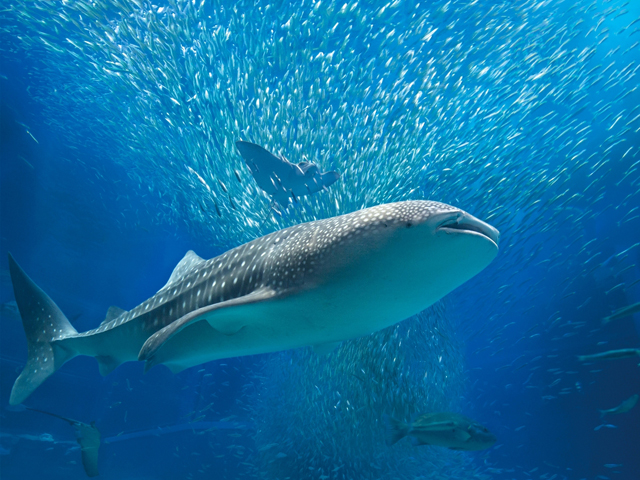 海遊館